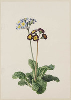 TvB T 309
          <br/>
          Primula auricula
          <br/>
          <em>Knip, Henriëtte Geertruida (1783-1842)</em>
